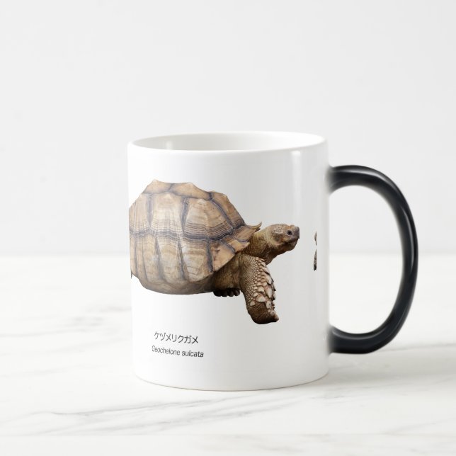 Black-necked turtle color morph mug  (Right)