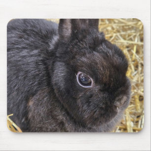Black Netherland Dwarf Rabbit Mouse Pad