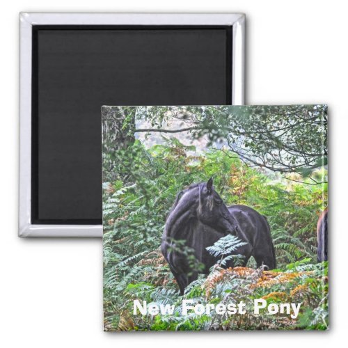 Black New Forest Pony  Forest UK Magnet