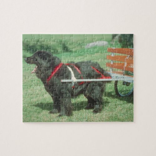 Black Newfoundland Cart Dog Puzzle