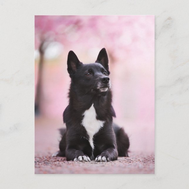 Black Norwegian Buhund and Cherry blossoms Postcard (Front)