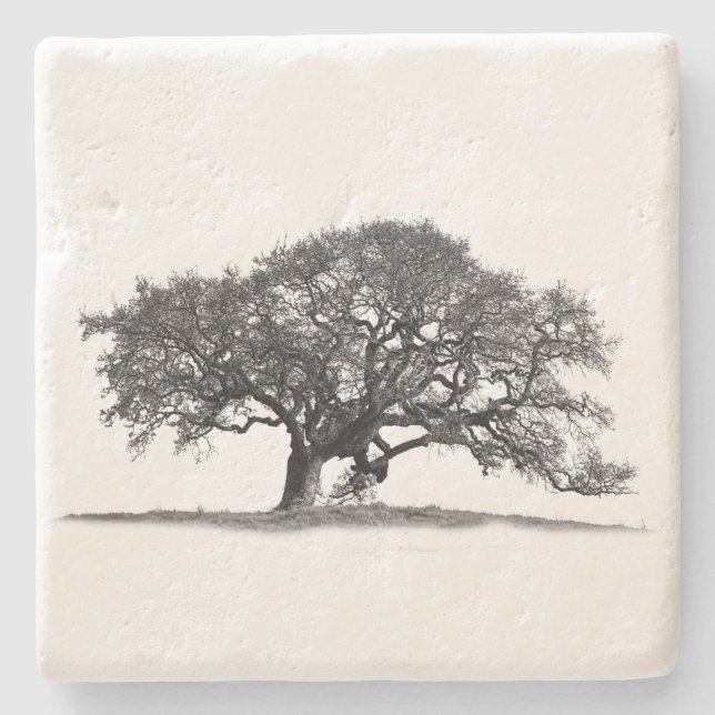 BLACK OAK TREE STONE COASTER (Front)