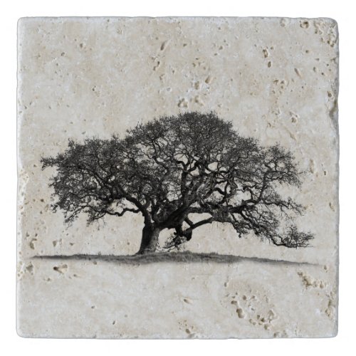 BLACK OAK TREE TRIVET