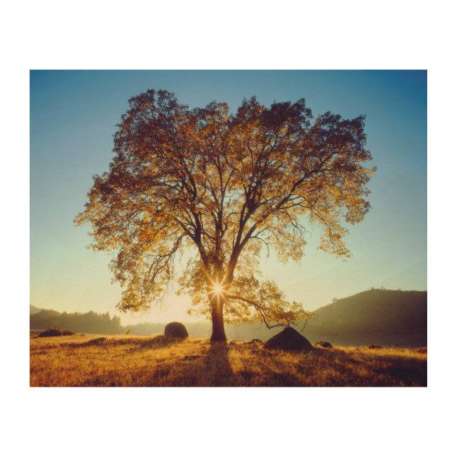 Black Oak Trees | Cleveland National Forest, CA Wood Wall Art (Front)