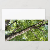 BLack Olive Tree Canopy (Front/Back)