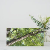 BLack Olive Tree Canopy (Standing Front)