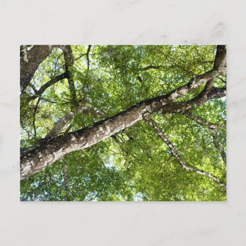 BLack Olive Tree Canopy Postcard