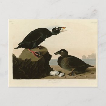 Black Or Surf Duck Postcard by birdpictures at Zazzle