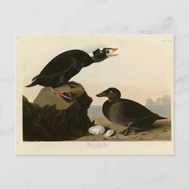 Black or Surf Duck Postcard (Front)