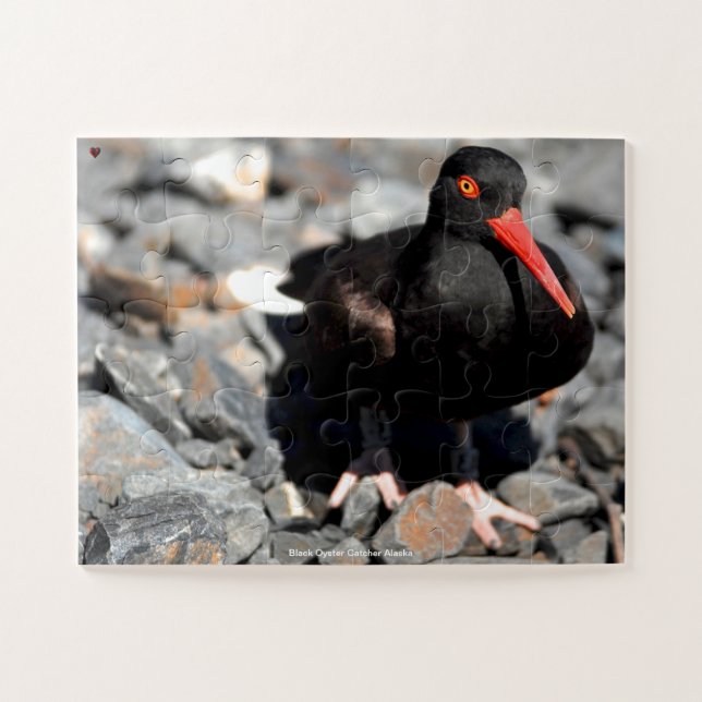 Black Oyster Catcher Alaska Jigsaw Puzzle (Horizontal)