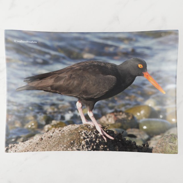 Black Oystercatcher at the Beach Trinket Tray (Front)