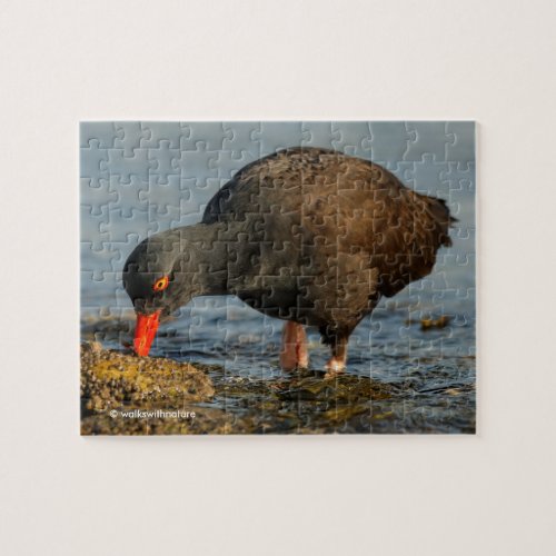 Black Oystercatcher at Work Jigsaw Puzzle