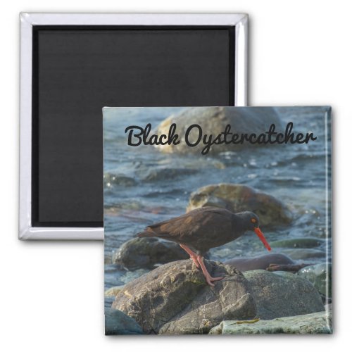 Black Oystercatcher Magnet
