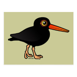Black Oystercatcher Postcard