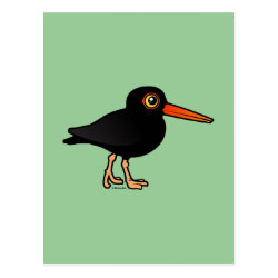 Black Oystercatcher Postcard
