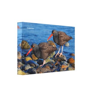 Black Oystercatcher See, Black Oystercatcher Do Canvas Print