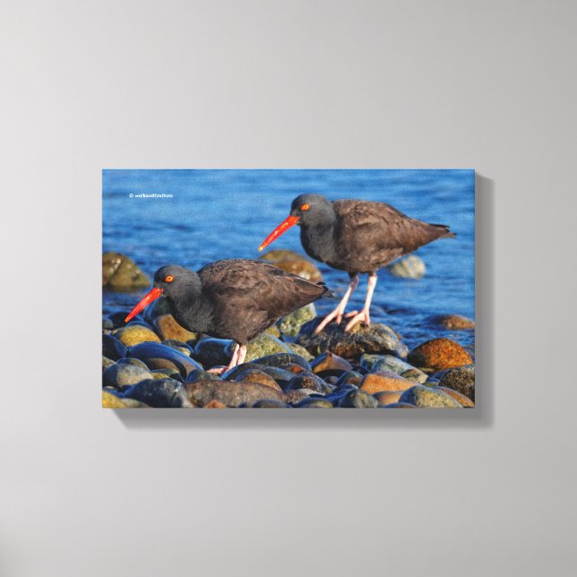 Black Oystercatcher See, Black Oystercatcher Do Canvas Print (Front)