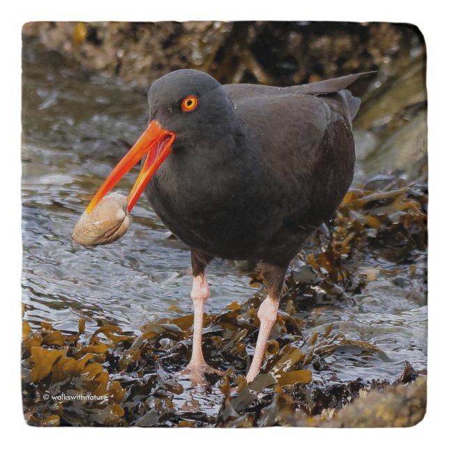 Black Oystercatcher Shorebird Fishing at the Beach Trivet (Front)