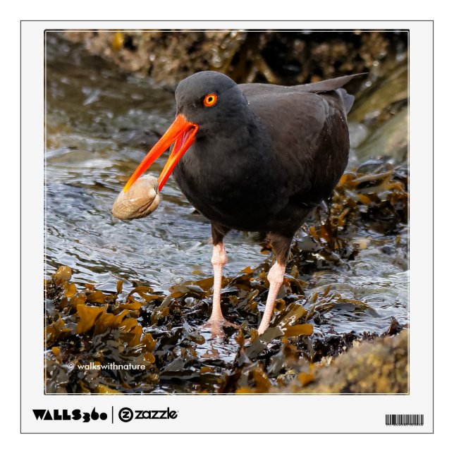 Black Oystercatcher Shorebird Fishing at the Beach Wall Decal (Front)
