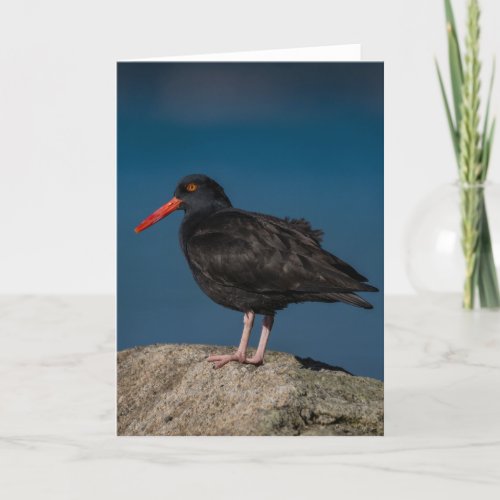 Black Oystercatcher Thank You Card