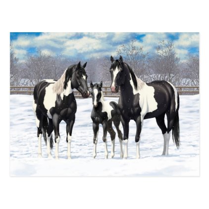 Black Paint Horses In Snow Postcard