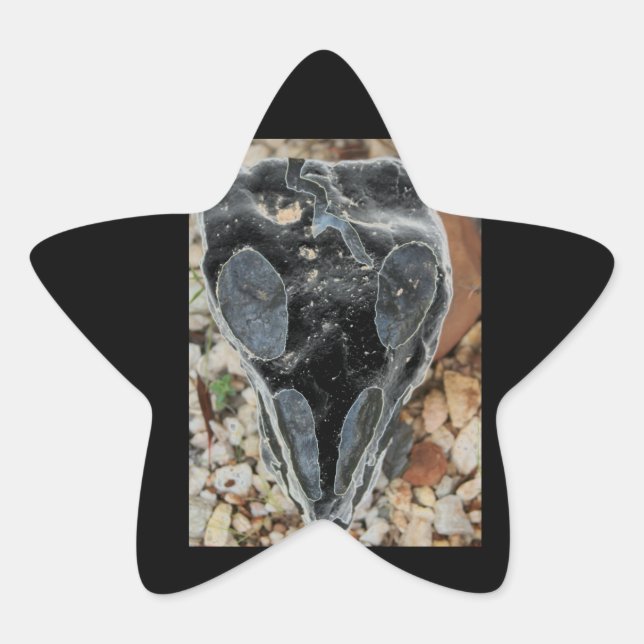 black painted skull star sticker (Front)