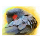 Black Palm Cockatoo Realistic Painting Postcard