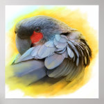 Black Palm Cockatoo Realistic Painting Poster
