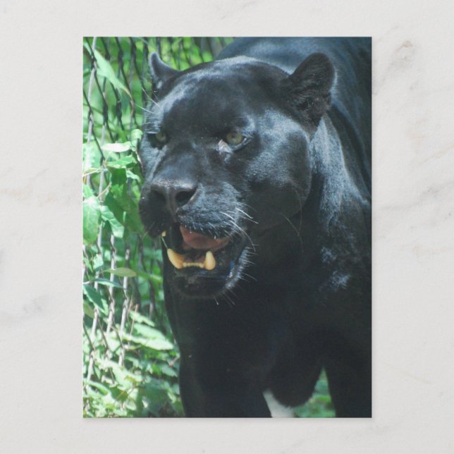 Black Panther Cat  Postcard (Front)