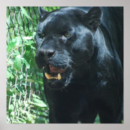 Black Panther Cat Poster | Zazzle