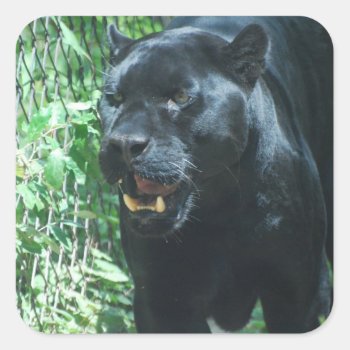 Black Panther Cat  Stickers by WildlifeAnimals at Zazzle