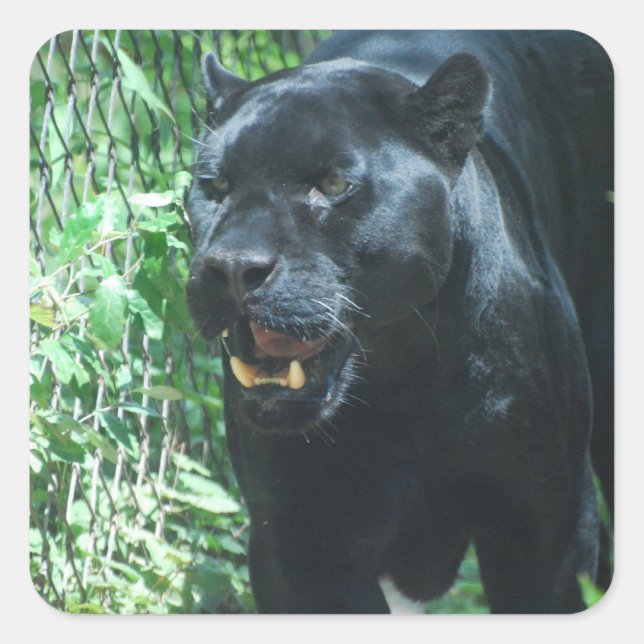 Black Panther Cat  Stickers (Front)