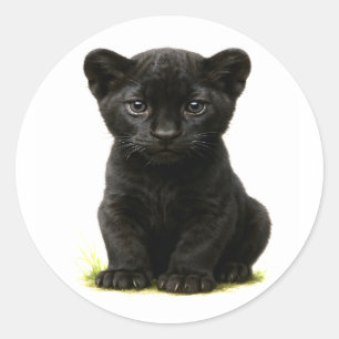 Black Panther Cub with Big Eyes Classic Round Sticker