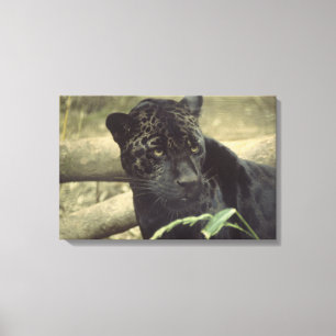 Black Panther Jaguar Canvas Print