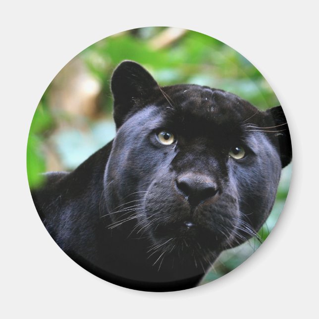 Black Panther Macro Magnet (Front)