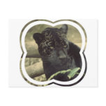 Black Panther Postcard