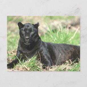Black Panther Postcard