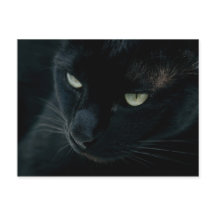 Black panther - Postcard