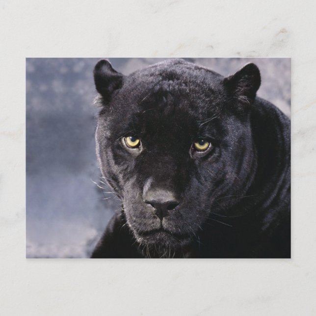 Black Panther Postcard (Front)
