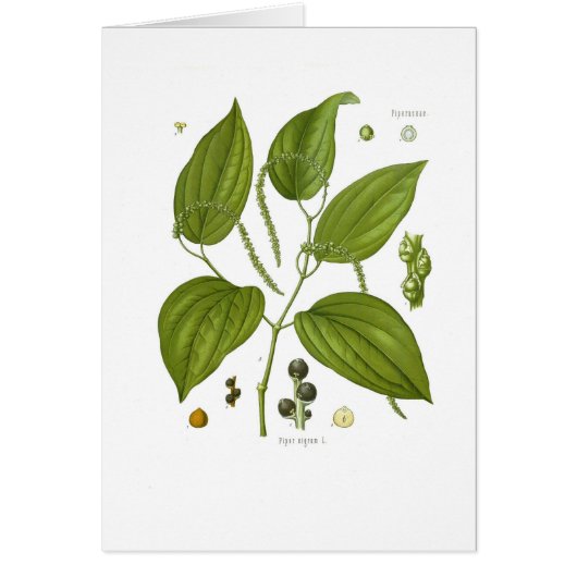 Black Pepper Cards (Front)