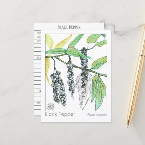 Black Pepper Materia Medica Herbal Study Card