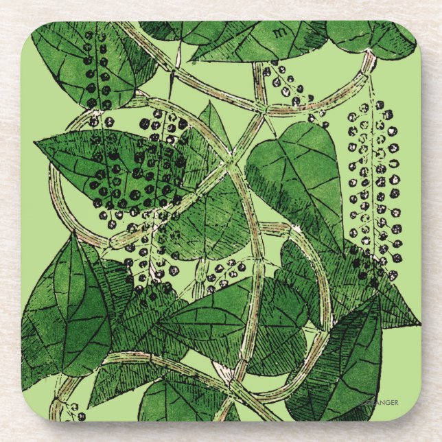 Black Pepper Plant, 1578 Beverage Coaster (Front)