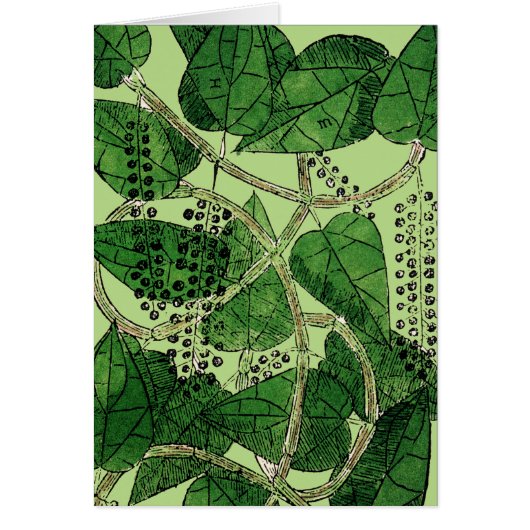 Black Pepper Plant, 1578 Cards (Front)