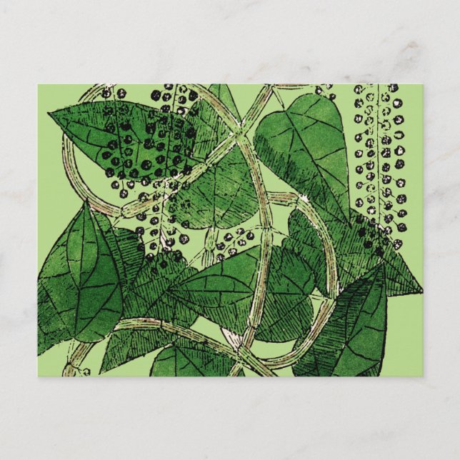 Black Pepper Plant, 1578 Postcard (Front)