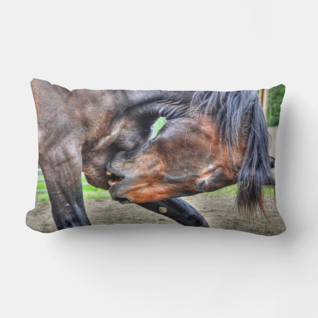 Black Percheron Gelding Horse Preening Photo Lumbar Pillow (Front)