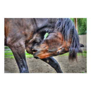 Black Percheron Gelding Horse Preening Photo Poster