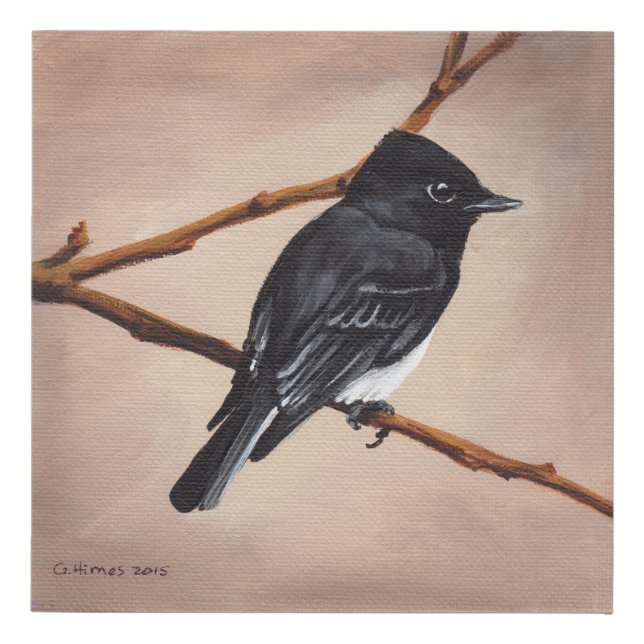 Black Phoebe Bird on Brown Faux Canvas Print (Front)