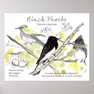 Black Phoebe Bird Tuxedo Black Tree Drawing Poster