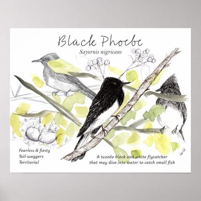Black Phoebe Bird Tuxedo Black Tree Drawing  Poster (Front)