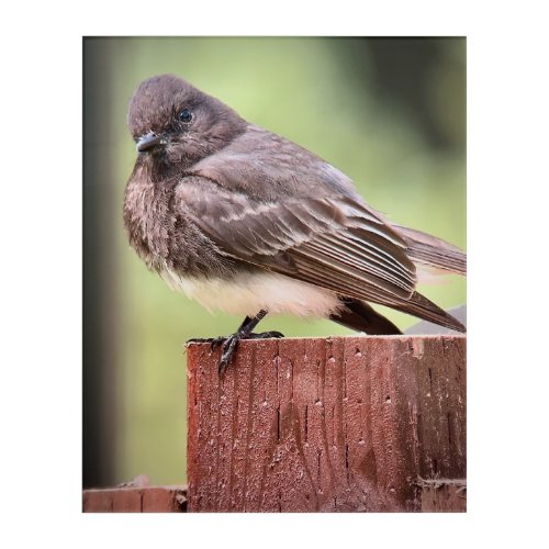 Black Phoebe on Fence Post Acrylic Print